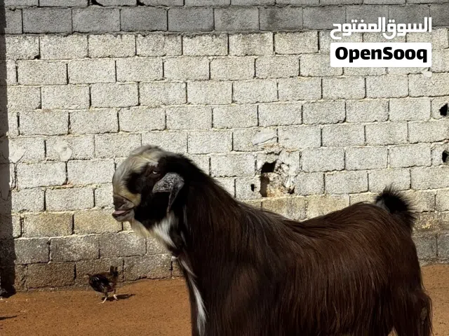 فحل هجين اردني