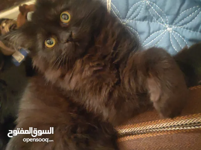 قطط للبيع Cats for sale شيرازي هيمالايا قطط للبيع Cats for sale شيرازي هيمالايا قطط للبيع Cats for s