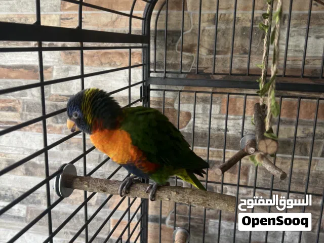 لوري اليف و لعوب friendly lory and very playful