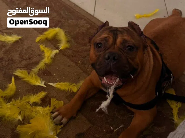 Pitbull Dog for sell