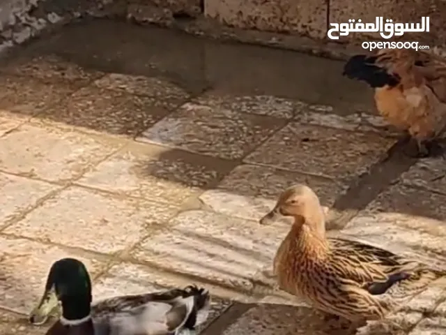 للبيع انثا بط بكني تو باديه تنتج وذكر بري الخضيري