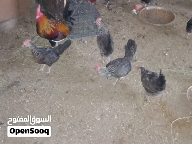 دجاج كويتي اصلي شوكيات