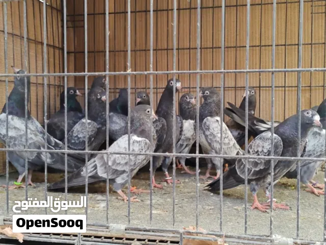 حمام باكستاني تيدي سلارا طبات للبيع