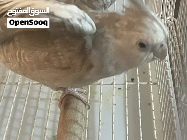 انثى كوكتيل فرنسي بياضه
