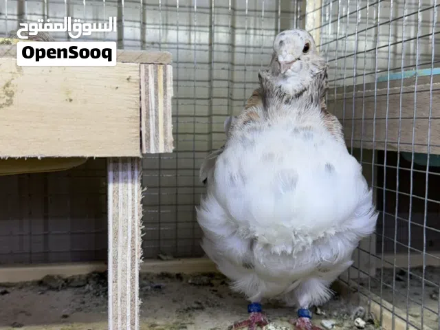 كشكي اوفرات