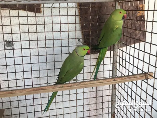 طيور منتجه