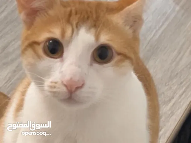 قط بلدي للتبني