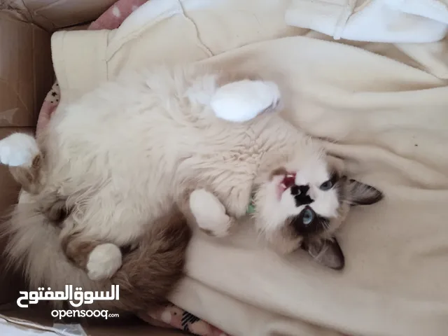 قط من نوع راغدول للبيع