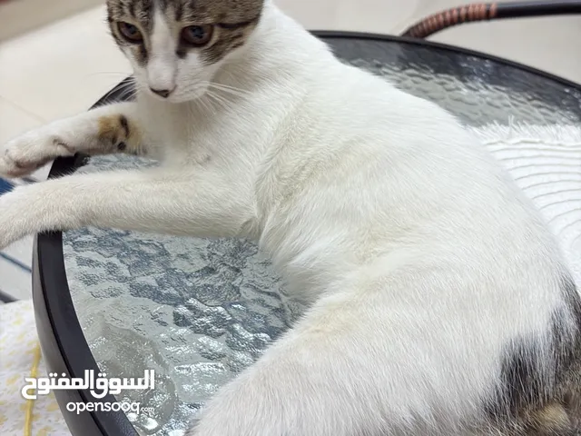 قط يتيم للتبني