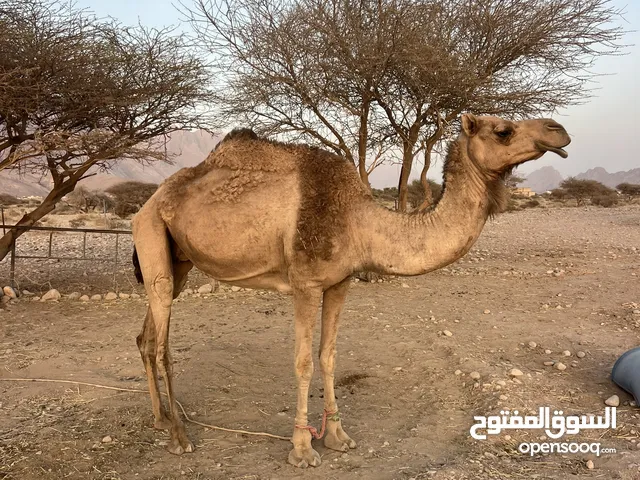 ناقة حايل للبيع