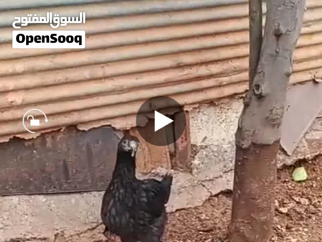 فرخات بلدي للبيع في الزرقاء الزواهرة حي الباكستان