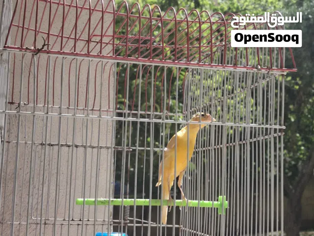 موجود بناديق كناار فحلين حبات قلمم