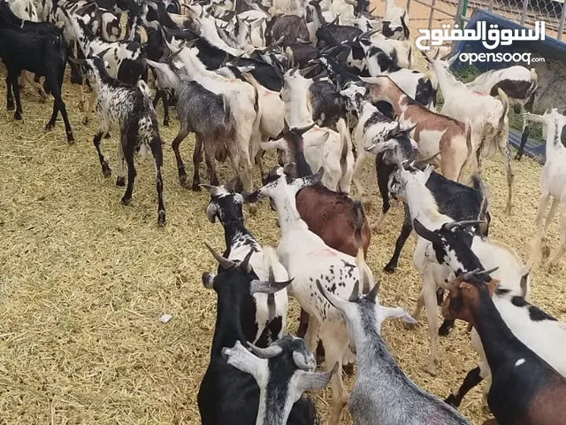 بيع تيوس يمنيه في الخرج