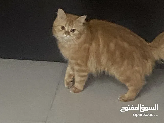 قطط شيرازيه الواحد ب 300 درهم