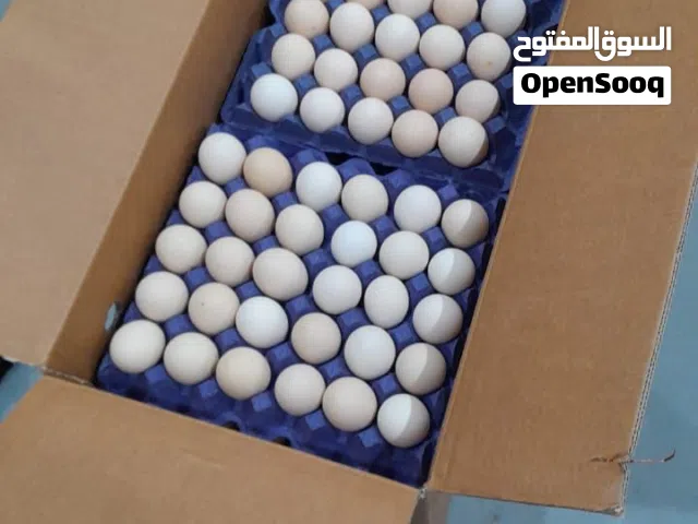 بيض لاحم روس 308 مخصب