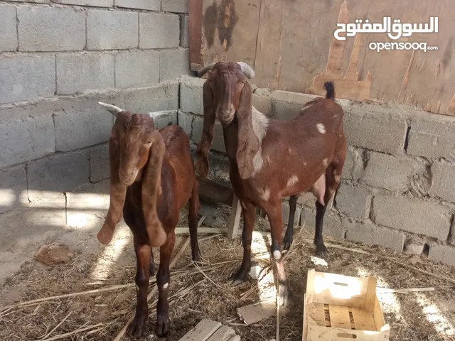 صخله ضروبة افغاني وراها فحل مضرع.