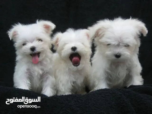 Maltese puppies 2 months مالتيز جرو عمر شهرين