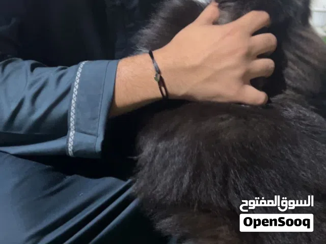 بومرينين اليف و صغير و لعوب مع الأطفال