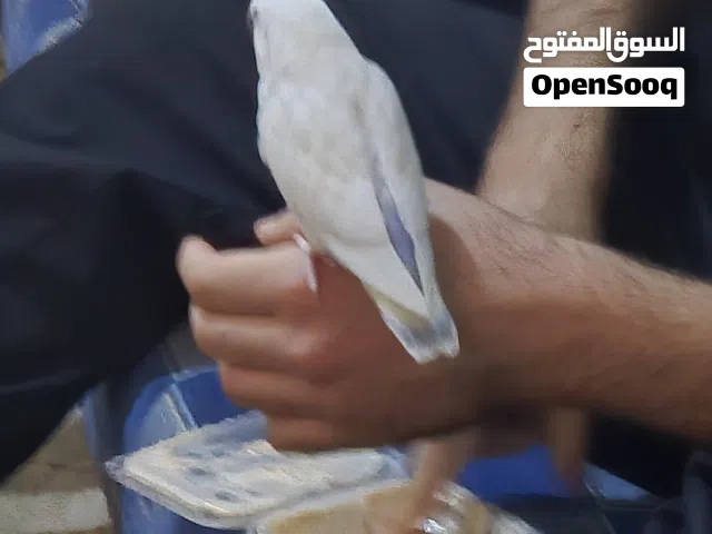ويش لمور روز