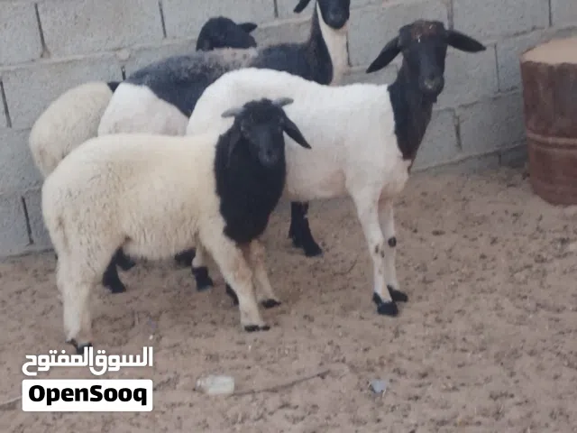بسم الله ما شاء الله زوج حوليات والدات حولي وحوليه تحت منهن حولي وحوليه رويانات من الحليب