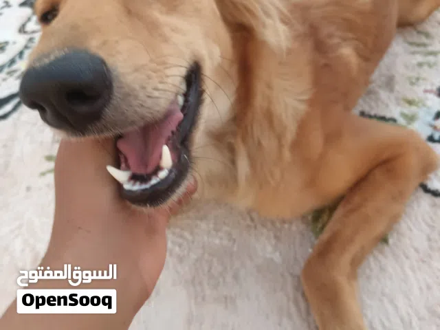 كلب سلك هجن