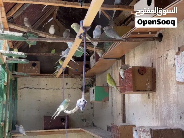 البيع طيور حب مال بيت محميه كامله