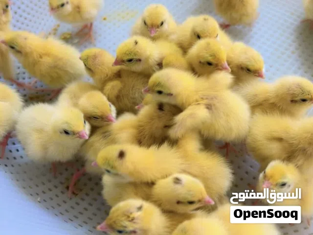طيور السمان الأمريكي تكساس