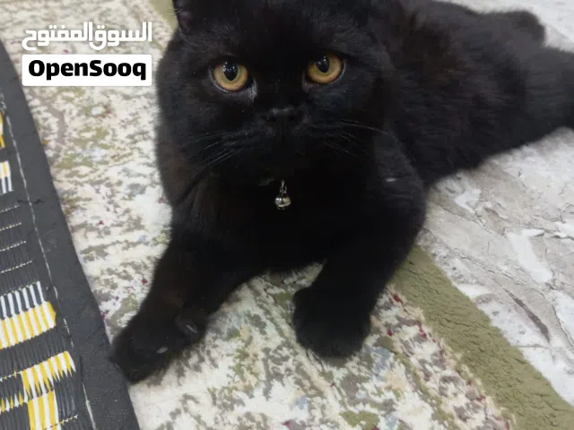 قط سكوتش فولد للبيع