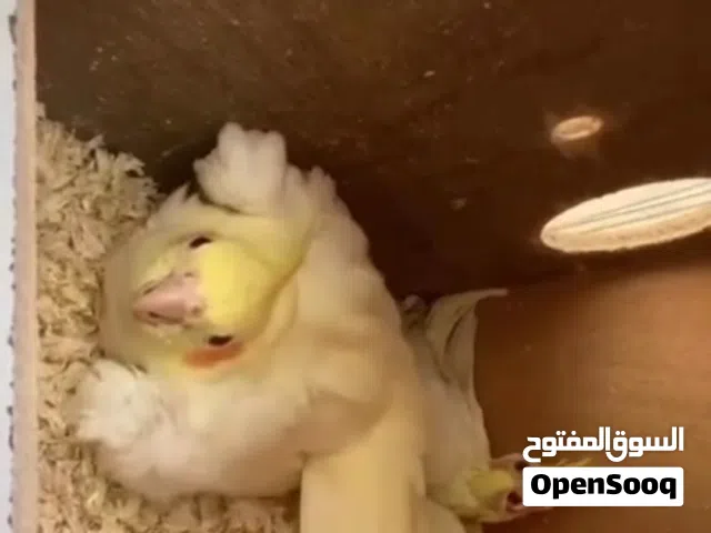 زوج كوكتيل لاتينو منتج 100%