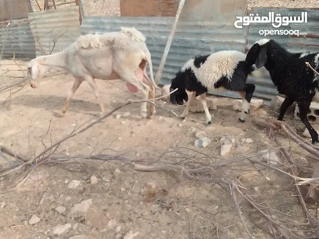نعجه فرنسيه سن جمع نظيف قطعه ضخمه ماشاء الله