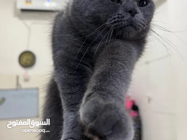 قط سكوتش فولد