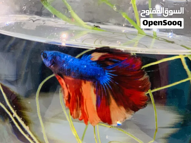 Betta fish with bowl and filter