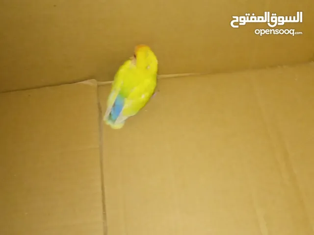 طيور روز للبيع