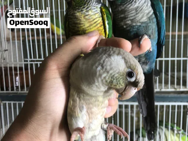 زوج ببغاء كونيور الوان مميزه