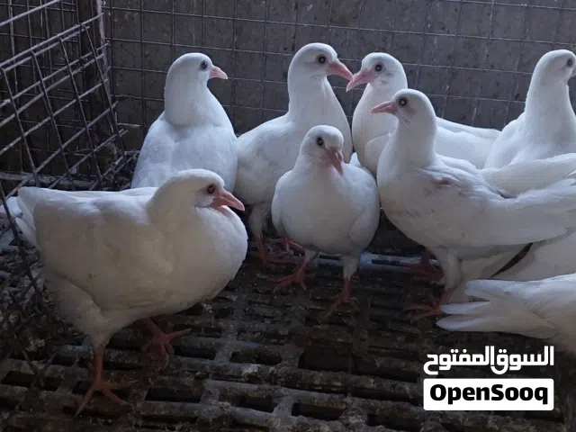 زغاليل حمام فرنسي أصلي بيور