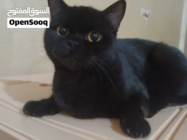 قطه انقاذ للتبني، التواصل واتساب