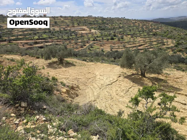 دنم في ابو شخيدم ظهر صبيح اطلاله غربيه للأبد