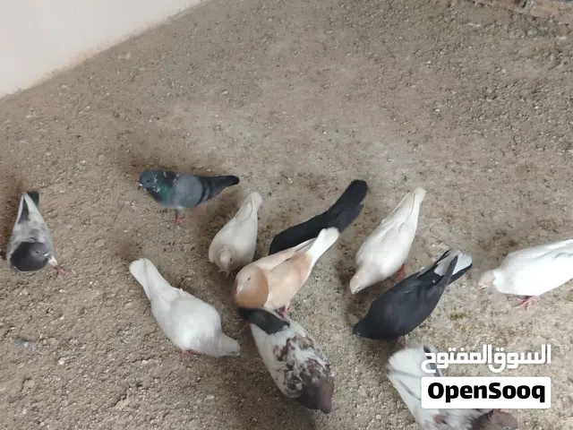 متاح تور وزاجل اصفر وكمرليه صفره