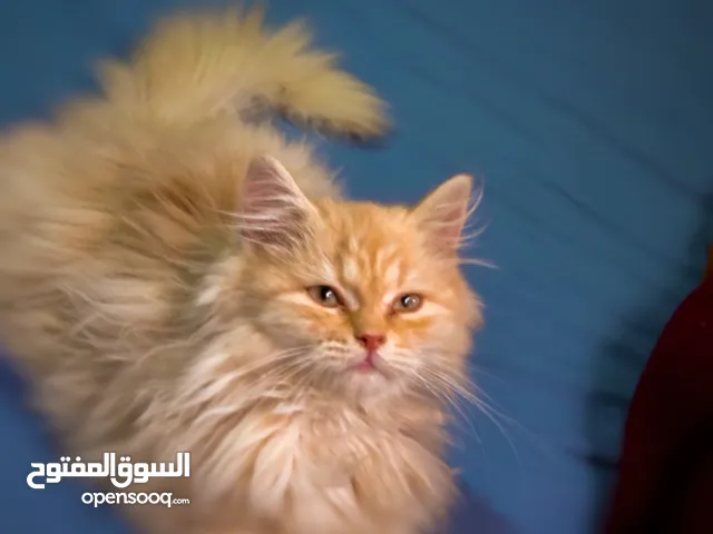 ذكر شيرازي بيور لون ذهبي ملكي فخم شعر كثيف ودبدوب عمر 3 شهور