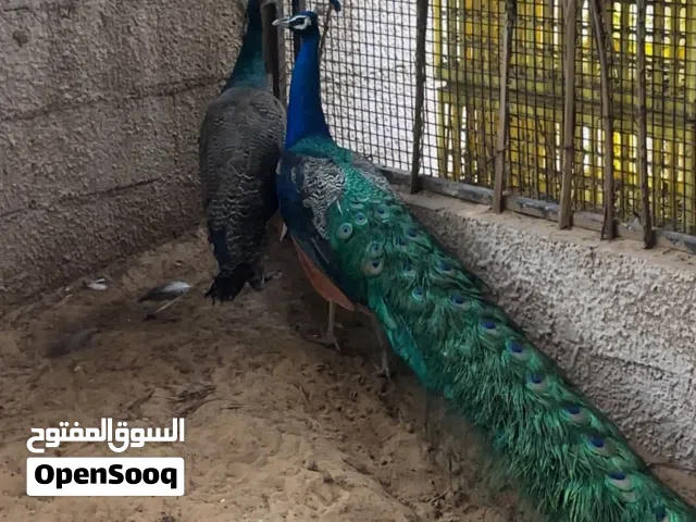 طاووس هندي ذيل كامل