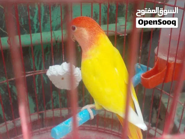 عصفور بركاديلو
