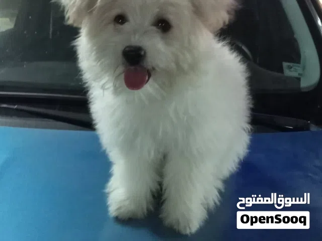 كلب جيرفون للبيع – أنثى 3 شهور – لعوبة وصحتها ممتازة : للبيع أنثى جيرفون عمرها 3 شهور، بتحب اللعب ون