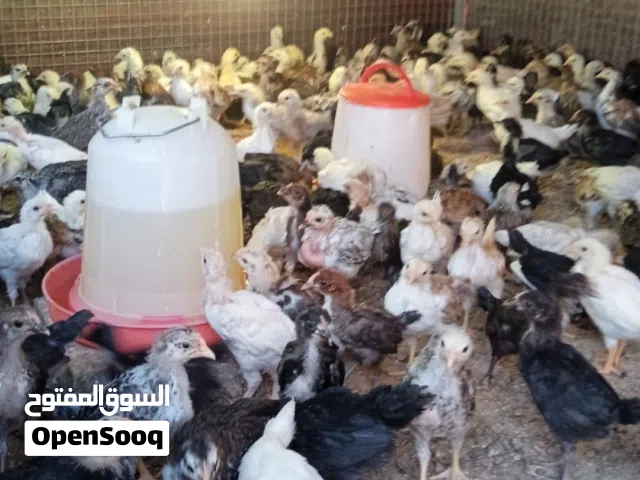 دجاج تهجين عماني فرنسي الصحة جيدة نشطة