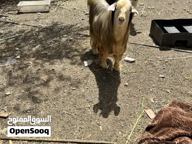 تيس رحبي اصل وليس تهجين