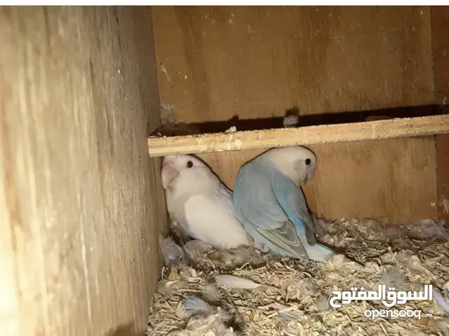 متوفر لوفبيرد و روز و ازواج
