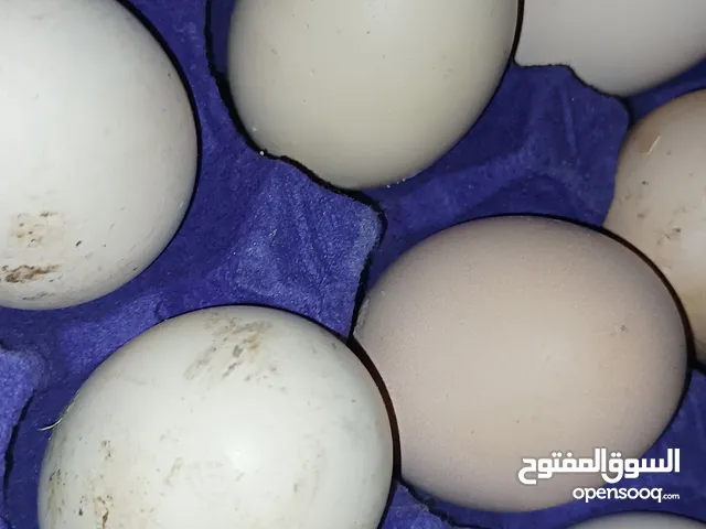 السلام عليكم يتوفر بيض دجاج عرب الطبقة بعشرة مكان كرمة علي اللطيف