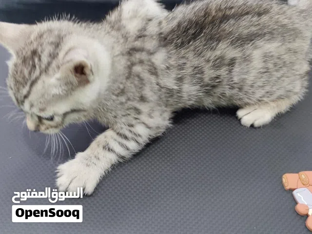 قط البنغال Bengal Kitten