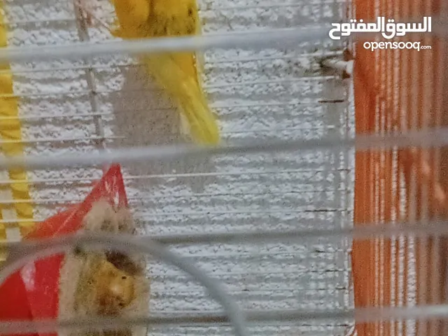 طيور للبيع بسعر مناسب