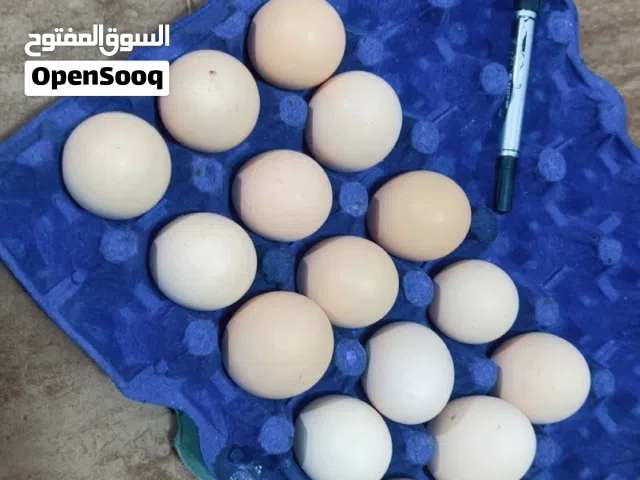يتوفر لدينه بيض دجاج هندي هراتي اصلي شرط ضمان