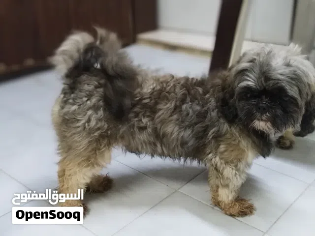 3 yr old.Male Shitzu - For Mating ONLY